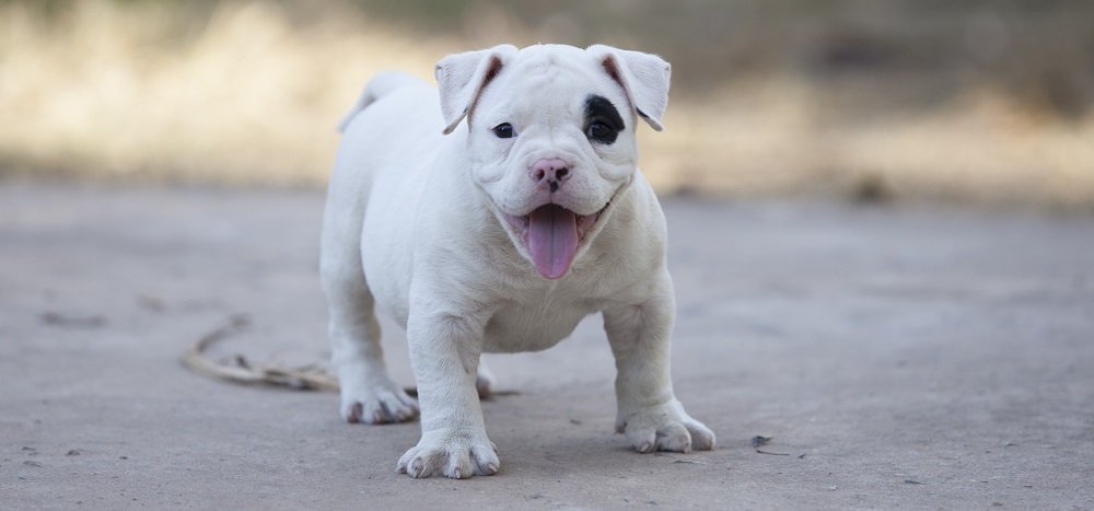 Cachorro de bulldog americano