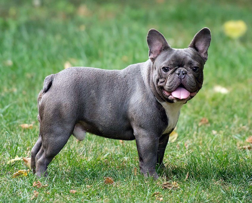 Perro bulldog francés